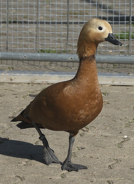 能在本赛季